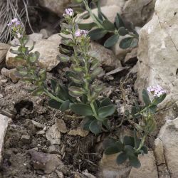 Aethionema saxatile subsp. latifolium