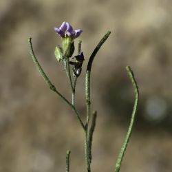 Ammosperma cinereum