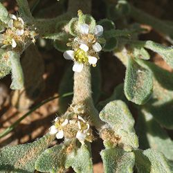 Anastatica hierochuntica