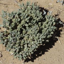 Anastatica hierochuntica