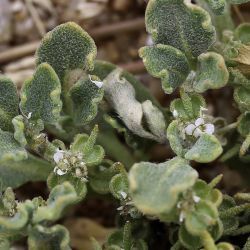 Anastatica hierochuntica