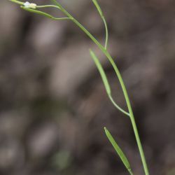 Arabis auriculata
