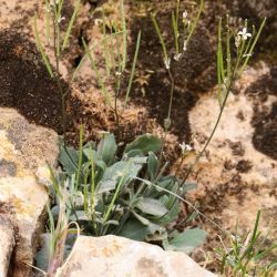 Arabis erubescens