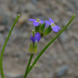 Arabis verna