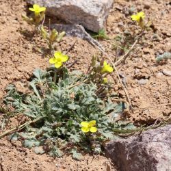 Brassica repanda