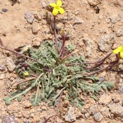 Brassica repanda