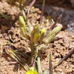 Brassica repanda