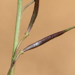 Brassica repanda