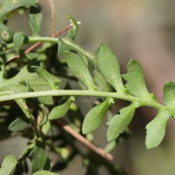 Brassica repanda