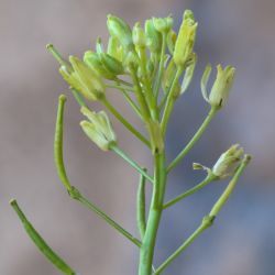 Brassica repanda