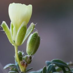 Brassica repanda