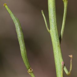 Brassica repanda