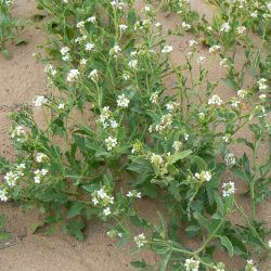 Cakile maritima subsp. integrifolia