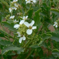 Cakile maritima subsp. integrifolia