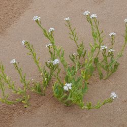 Cakile maritima subsp. integrifolia