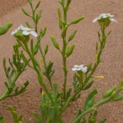 Cakile maritima subsp. integrifolia