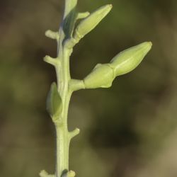 Cakile maritima subsp. maritima