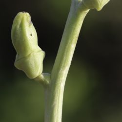 Cakile maritima subsp. maritima