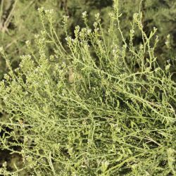 Cakile maritima subsp. maritima