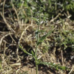 Capsella bursa pastoris