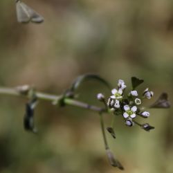 Capsella bursa pastoris