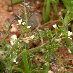 Carrichtera annua