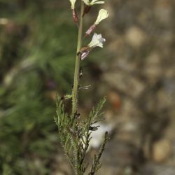 Carrichtera annua