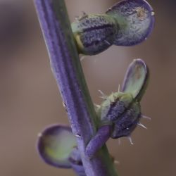 Carrichtera annua