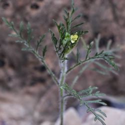 Carrichtera annua
