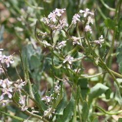 Chorispora tenella