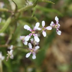 Chorispora tenella