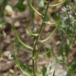 Chorispora tenella