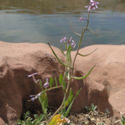 Chorispora tenella