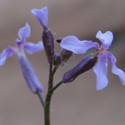 Chorispora tenella