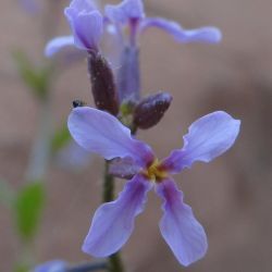 Chorispora tenella