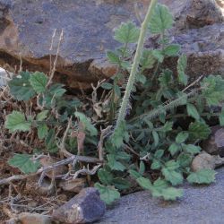 Crambe filiformis