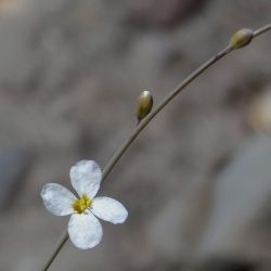 Crambe filiformis