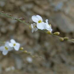 Crambe filiformis