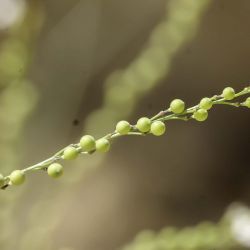 Crambe kralikii