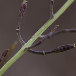 Diplotaxis assurgens subsp. assurgens