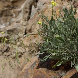 Diplotaxis harra subsp. crassifolia