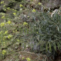 Diplotaxis harra subsp. crassifolia