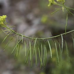 Diplotaxis harra subsp. crassifolia