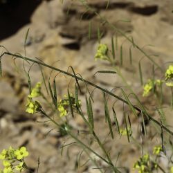 Diplotaxis harra subsp. crassifolia