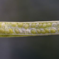 Diplotaxis harra subsp. crassifolia