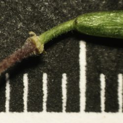 Diplotaxis harra subsp. crassifolia