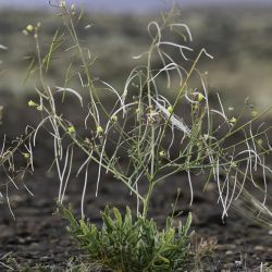 Diplotaxis pitardiana