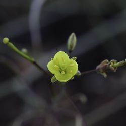 Diplotaxis pitardiana