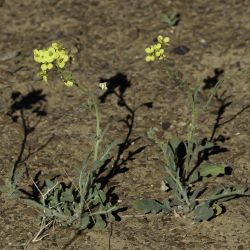 Diplotaxis virgata