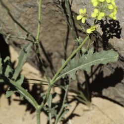 Brassicaceae